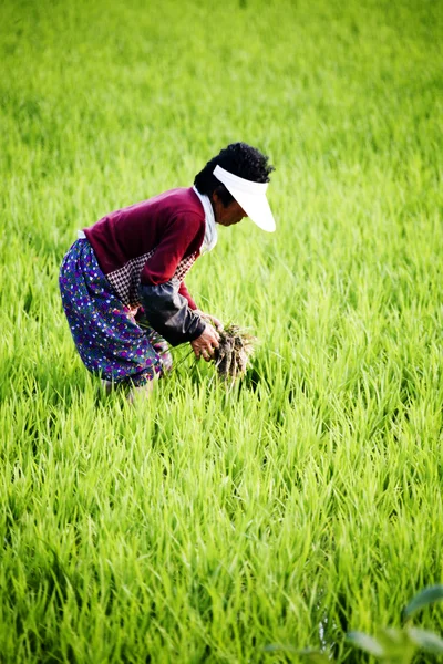 Mujer agricultora en campo de arroz —  Fotos de Stock