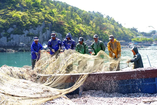 Fishermen unload the catch of anchovies — Stock Photo, Image