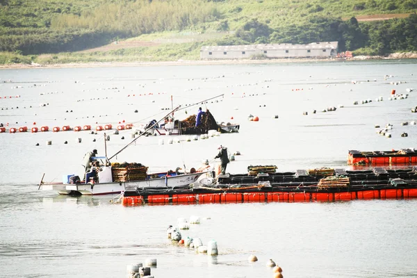 Zee viskwekerijen in Zuid-korea, bogil-do — Stockfoto