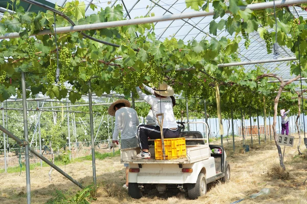 Agricultores que trabalham em estufas — Fotografia de Stock