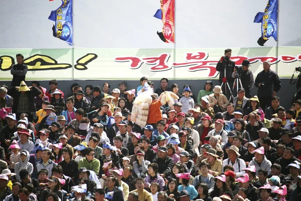 Cheong-do  Bullfighting Festival — Stock Photo, Image