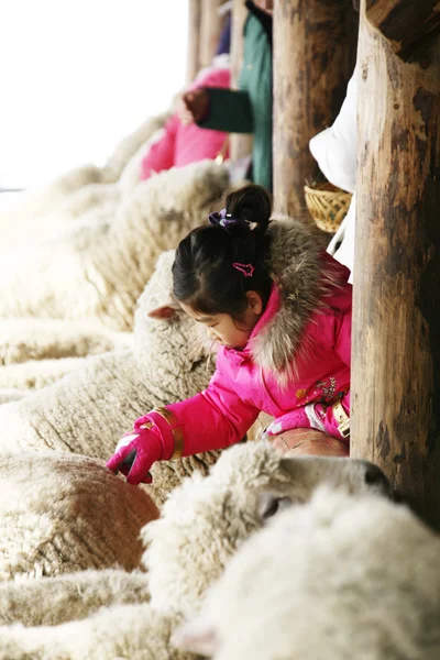 Klein meisje op de schapen ranch — Stockfoto