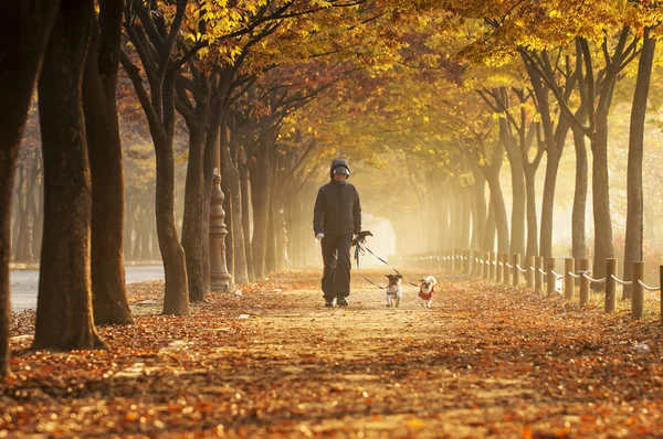Woman walking with her dogs at Incheon Grand Park — Stock Photo, Image