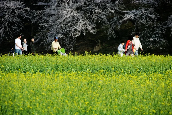 Hermoso paisaje de primavera en Corea del Sur, daereungwon, Gyeongju, banwolseong —  Fotos de Stock