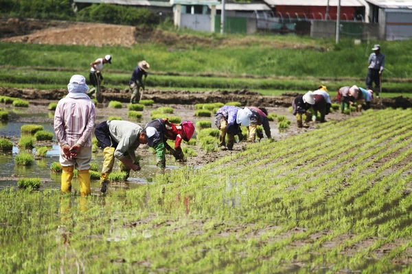 Agricultor en el paisaje rural Corea —  Fotos de Stock