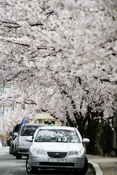 Kirschblüte über der Straße mit geparkten Autos — Stockfoto