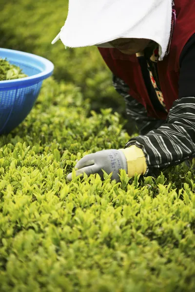 Menschen, die bei Boseong Green Tea Field arbeiten — Stockfoto