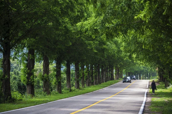 Coche a caballo por el camino del bosque Jinan MoRaejae — Foto de Stock