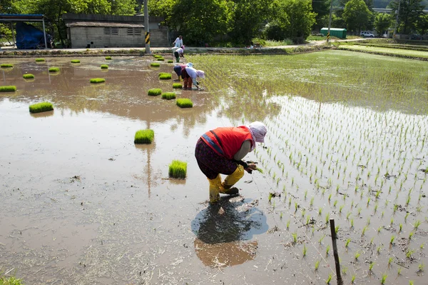 Mujeres en el campo de arroz —  Fotos de Stock