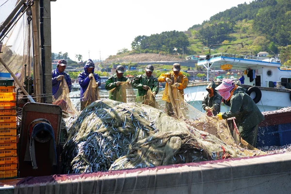 I pescatori scaricano le catture di acciughe — Foto Stock