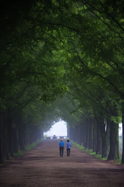 Les gens sur les sentiers verts de la forêt Damyang — Photo