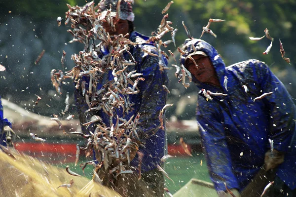 Fishermen unload the catch of anchovies — Stock Photo, Image