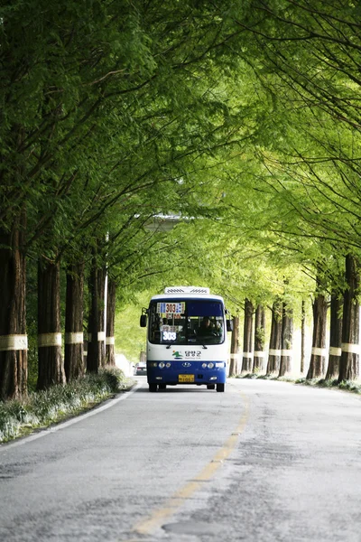 Autobus jazdy na drodze przez Las — Zdjęcie stockowe
