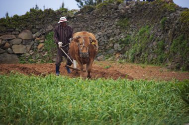 Çinli çiftçi paddy alanında toprak tills.