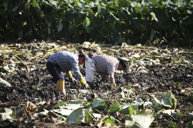 insanlar lotus kök Bitkileri toplamak