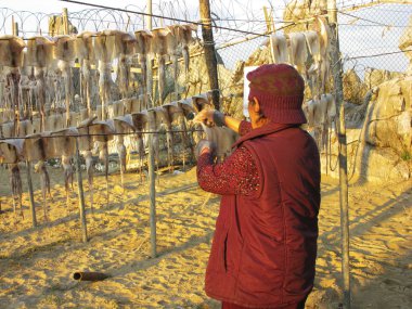 çiftçi için Kuru squid asmak