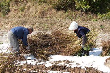 alanında çalışan çiftçi
