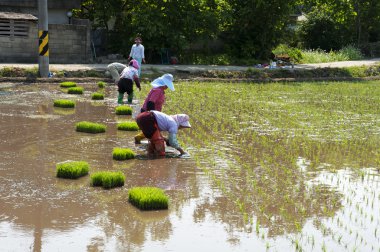 pirinç alan kadınlar