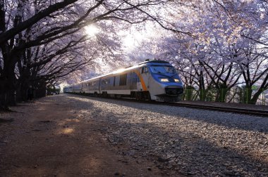 gyeonghwayeok güzel jinhae kiraz çiçeği Festivali Güney Kore'deki tren
