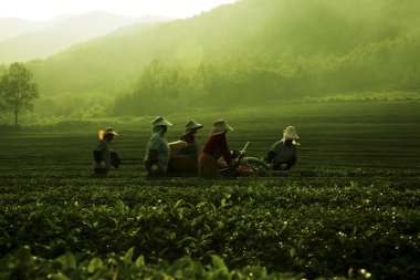 Boseong yeşil çay alanında çalışan kişilerin
