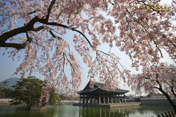 Gyeongbokgung Palace — Stock Photo, Image