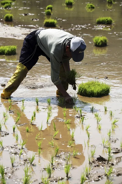 Agricultor na paisagem rural Coreia — Fotografia de Stock