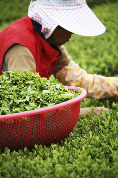 Personer som arbetar på boseong grönt te field — Stockfoto