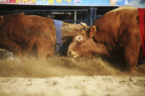 Cheong do Bullfighting Festival in South Korea — Stock Photo, Image