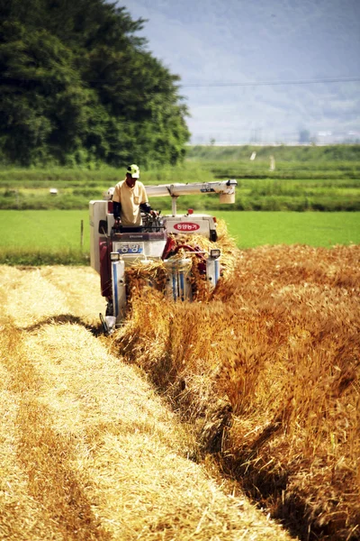 Agricultor en el paisaje rural Corea —  Fotos de Stock