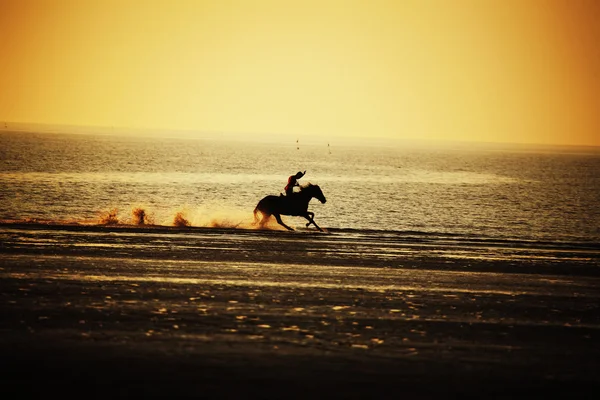 日没時にビーチに馬のライダー — ストック写真