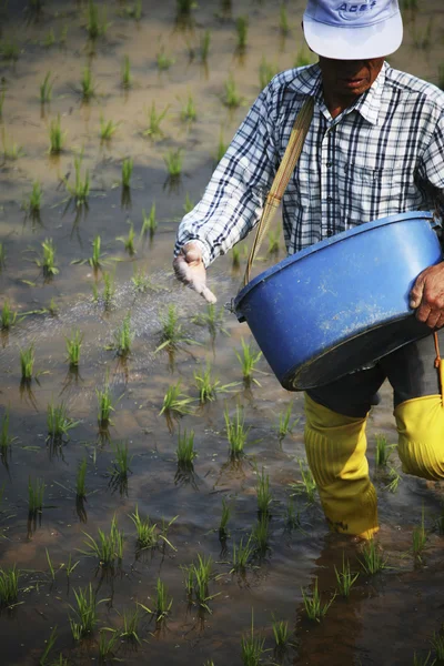 Agricultor na paisagem rural Coreia — Fotografia de Stock