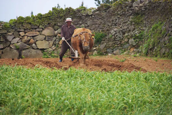 Un fermier chinois laboure le sol sur la rizière — Photo