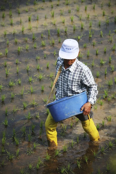 Landbouwer in de landelijke landschap van korea — Stockfoto