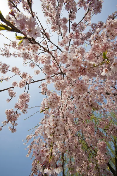 Lente boom — Stockfoto