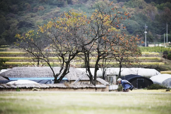 Abuela en el paisaje rural en Corea del Sur — Foto de Stock