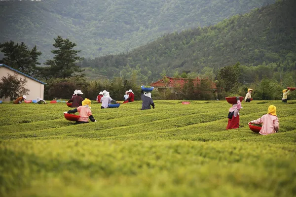 Oameni care lucrează la Boseong Green Tea Field — Fotografie, imagine de stoc