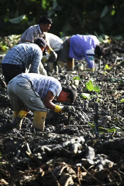 La gente recoge los cultivos de raíz de Loto —  Fotos de Stock