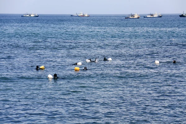 Vrouwelijke duikers op eiland jeju — Stockfoto