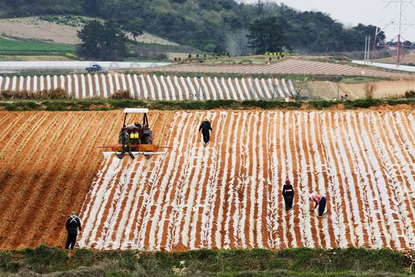 한국 모 종 작업에 시골 풍경 — 스톡 사진