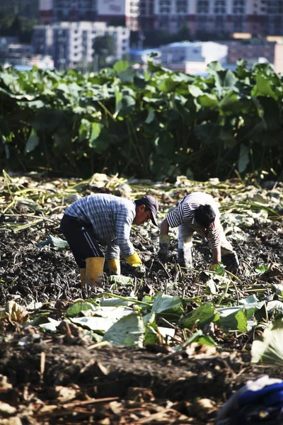 Mensen verzamelen de lotus root gewassen — Stockfoto