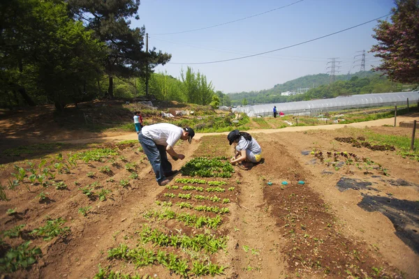 사람들 심기 채소 밭 — 스톡 사진