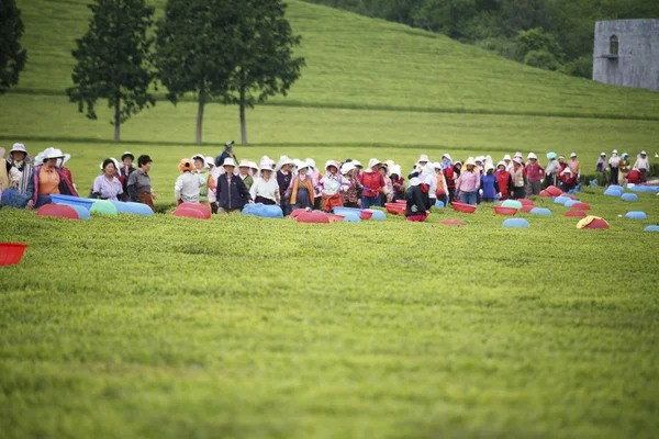 Persone che lavorano al Boseong Green Tea Field — Foto Stock