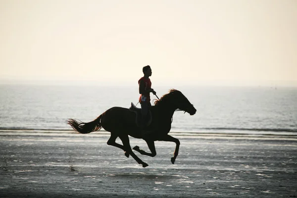 The horse rider on the beach during sunset — Stock Photo, Image