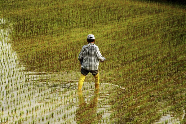 Agricultor na paisagem rural Coreia — Fotografia de Stock