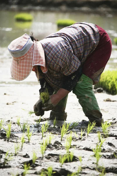 Agricultor na paisagem rural Coreia — Fotografia de Stock