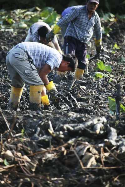 People collect the Lotus root crops — Stock Photo, Image