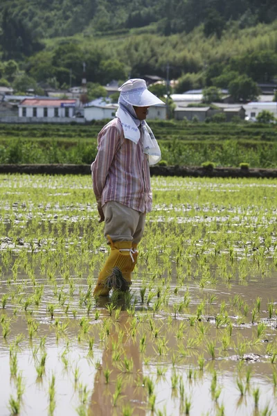 Agricultor na paisagem rural Coreia — Fotografia de Stock
