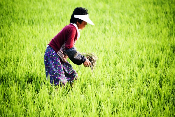 Mujer agricultora en campo de arroz —  Fotos de Stock