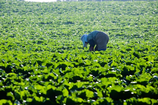 People on the cabbage field — Stock Photo, Image