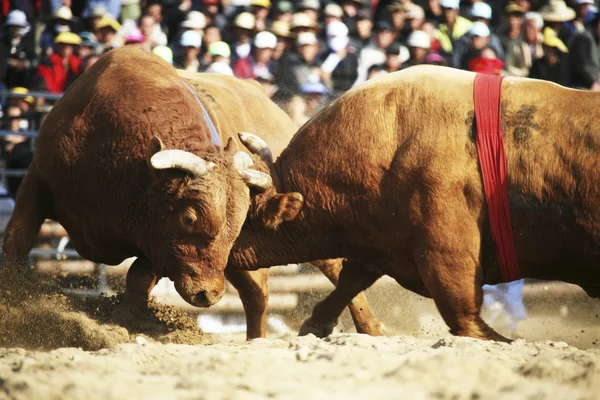 Cheong do Bullfighting Festival in South Korea — Stock Photo, Image